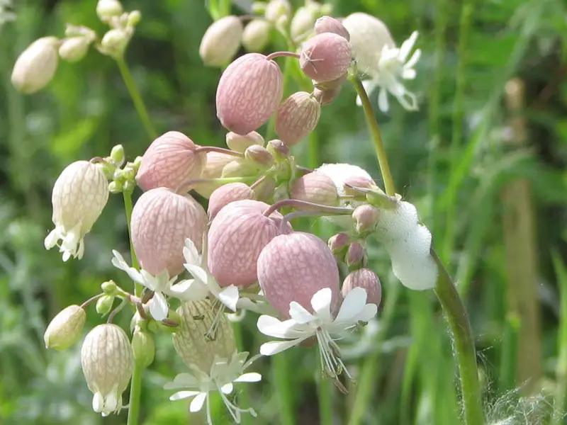 Silene vulgaris (Bladder Campion)