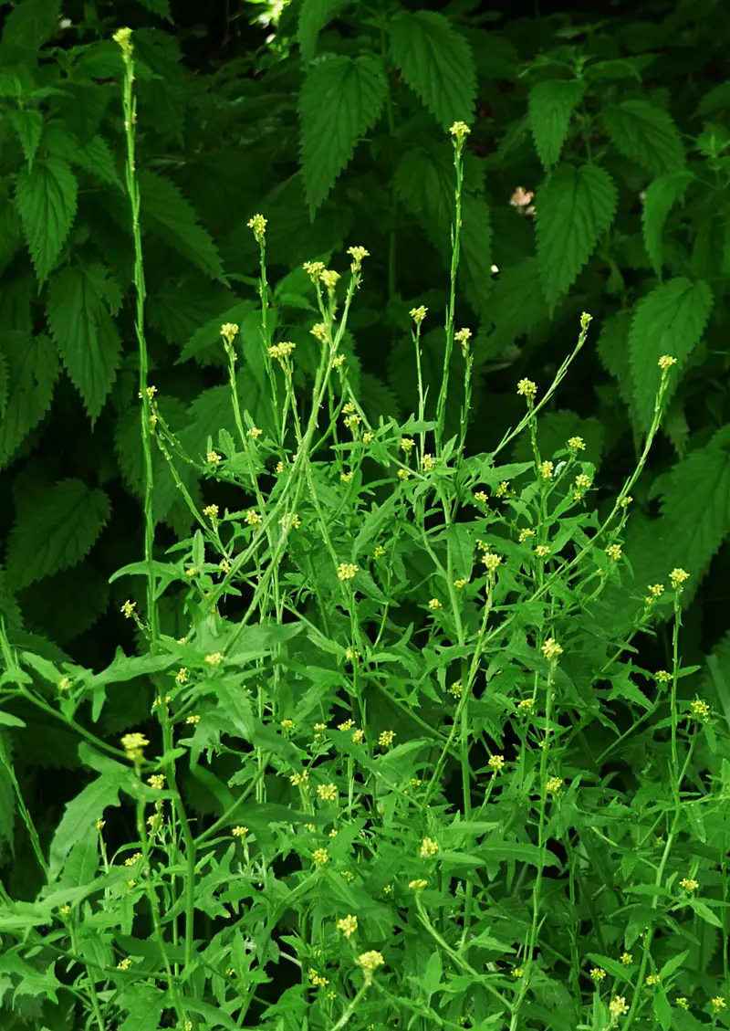 Sisymbrium officinale (Crambling Mustard)