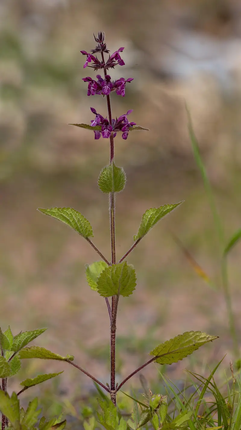 Stachys sylvatica (Hedge Woundwort)