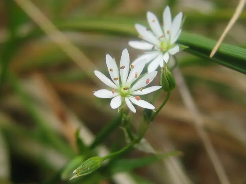 Stellaria graminea (Common Stitchwort)