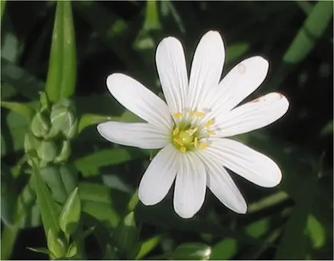 Stellaria holostea (Addersmeat)