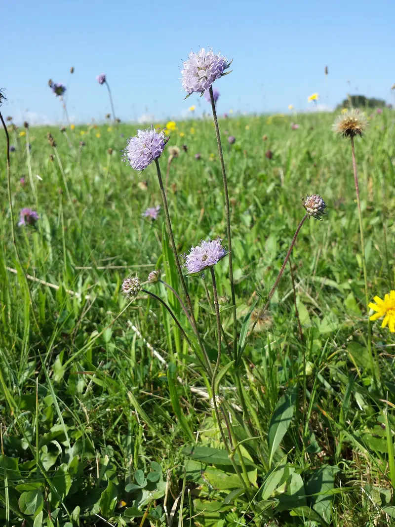 Succisa pratensis (Devil's-Bit Scabious)