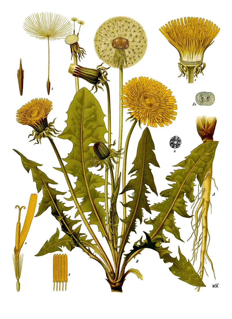 Taraxacum officinale (Blowball)