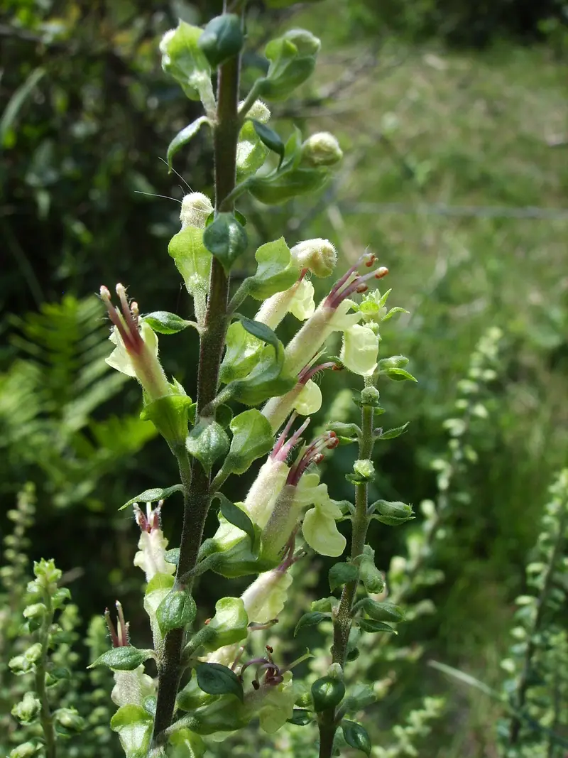 Teucrium scorodonia (Wood Sage)