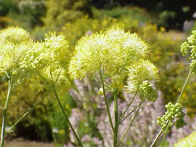 Thalictrum flavum (Common Meadow-rue)