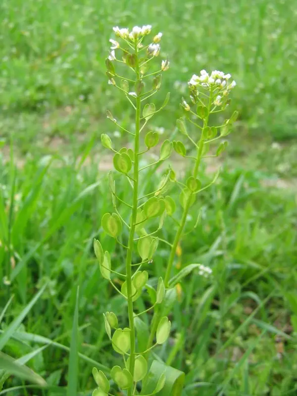 Thlaspi arvense (Bastard Cress)
