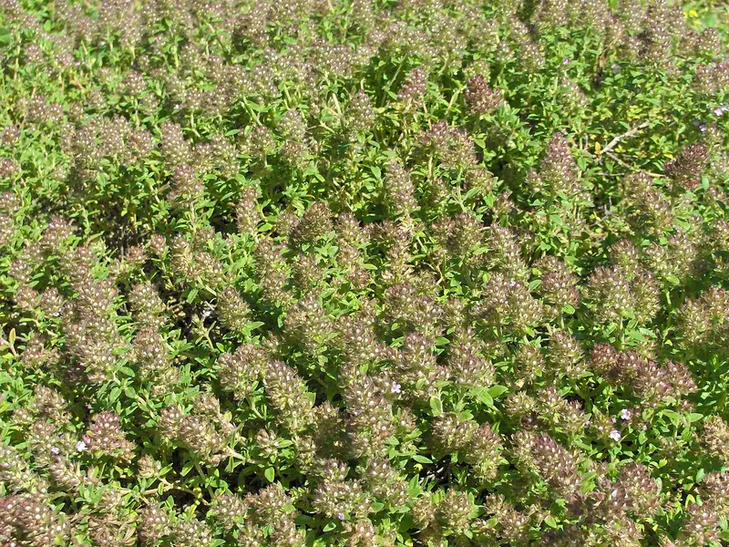 Thymus praecox (Mother Of Thyme)
