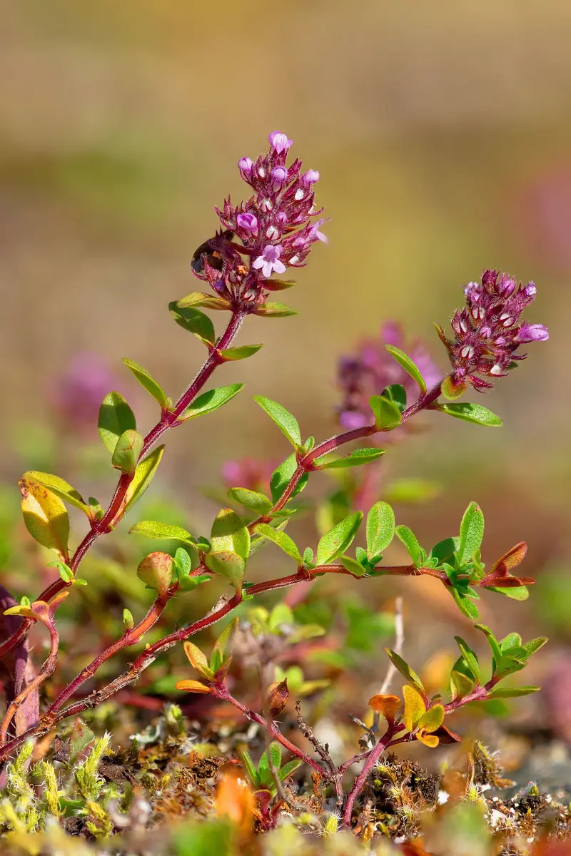 Thymus pulegioides (Large Garden)