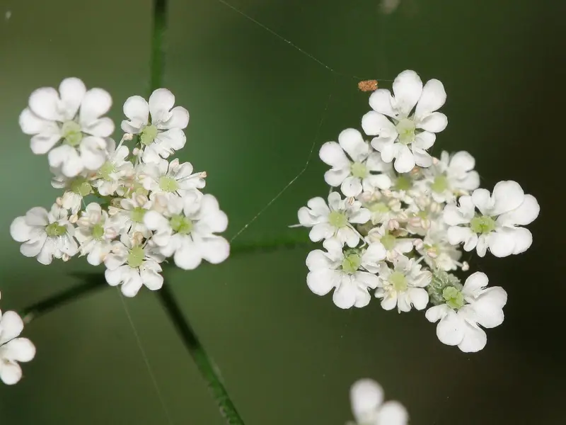 Torilis japonica (Erect Hedgeparsley)