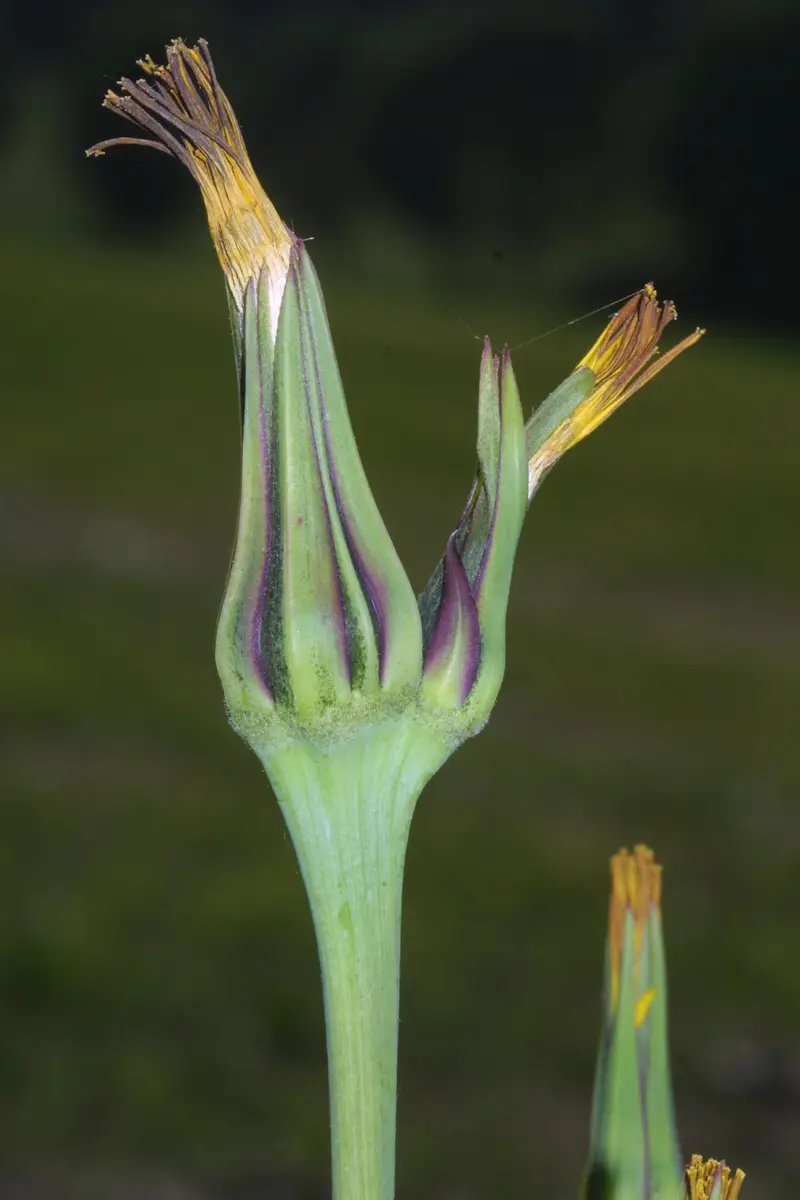 Tragopogon pratensis (Goat's beard)