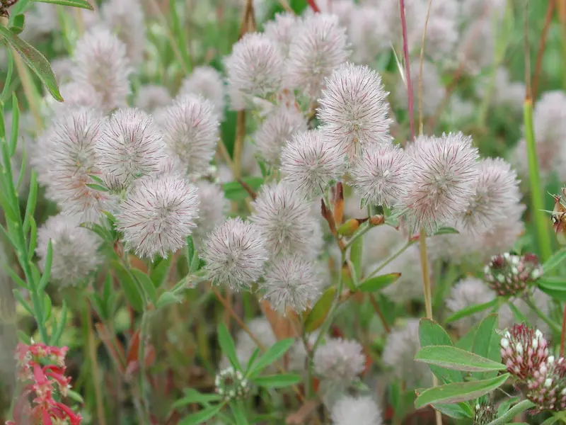 Trifolium arvense (Hare's-foot Clover)