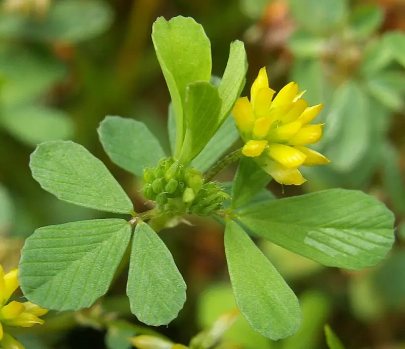 Trifolium dubium (Cowhop Clover)