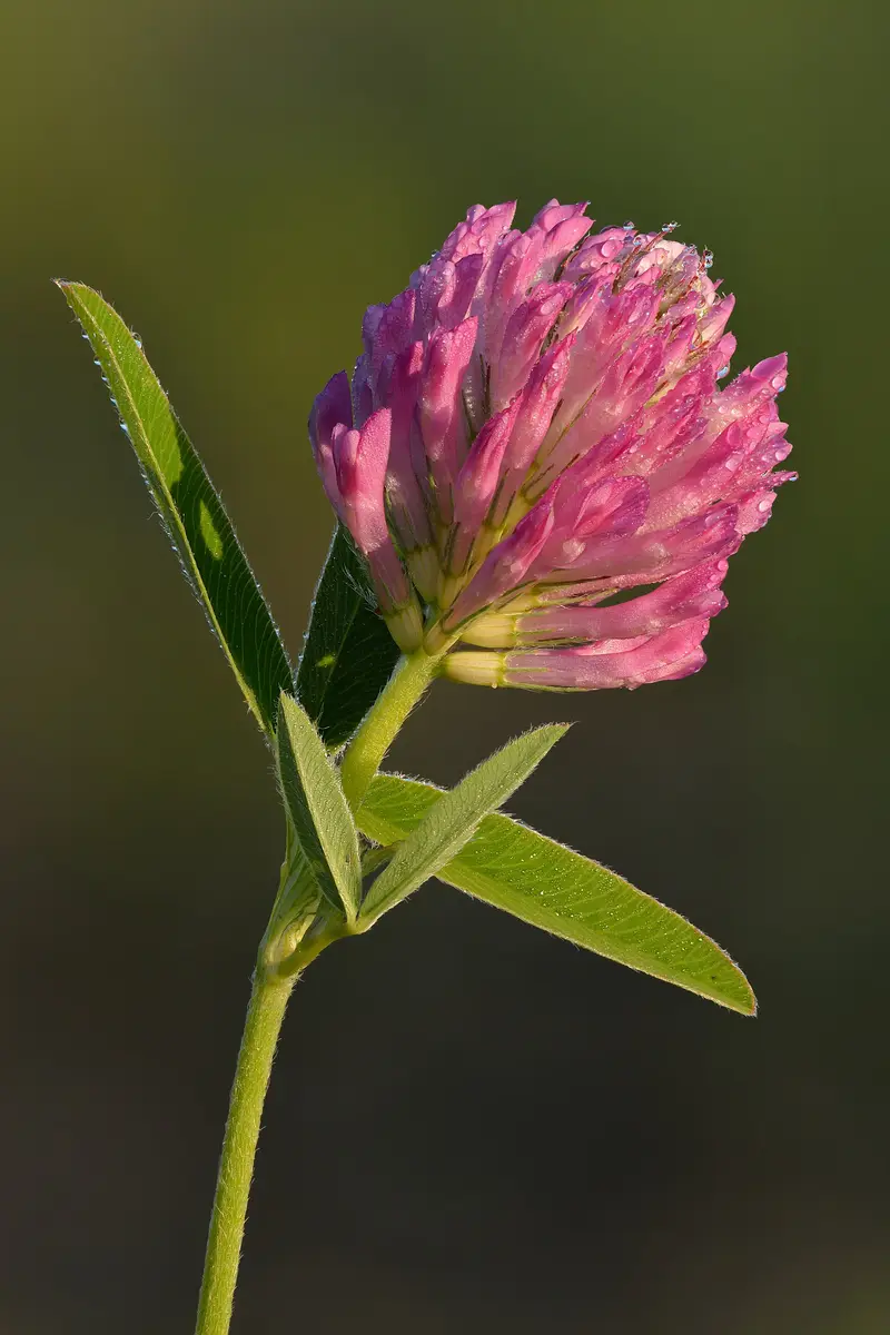 Trifolium medium (Mammoth Clover)