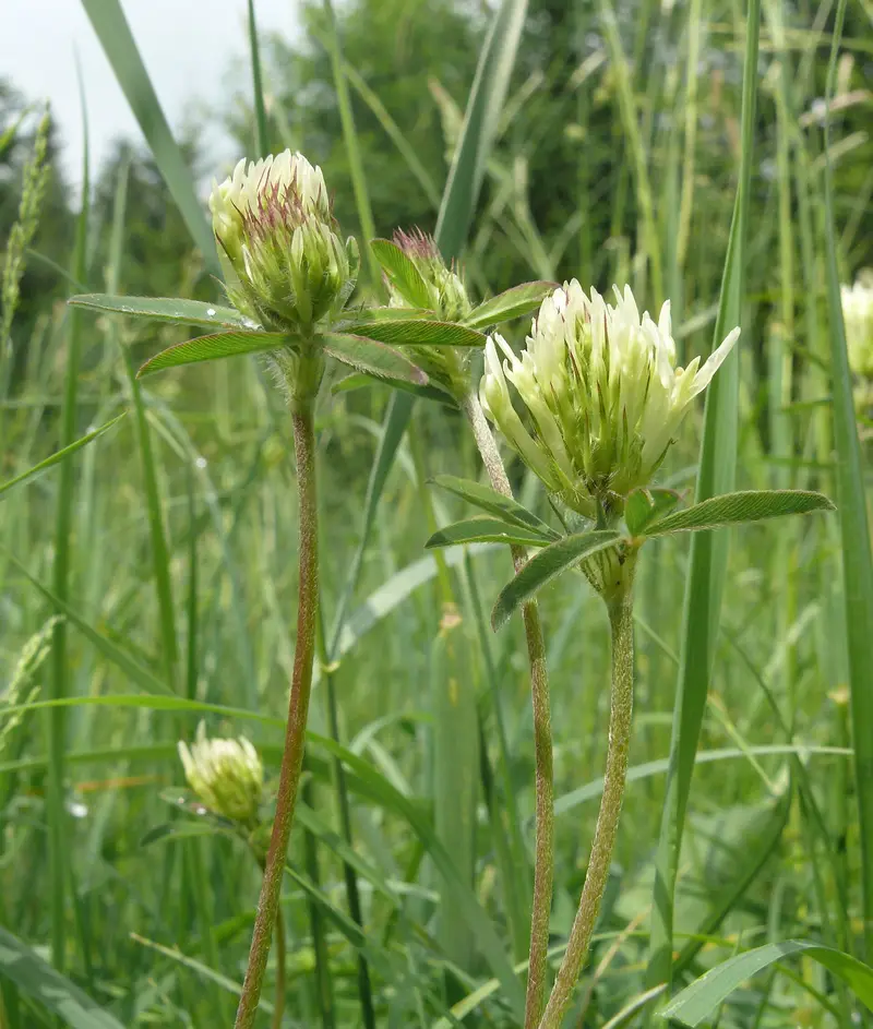 Trifolium ochroleucon (Caucasian Clover)