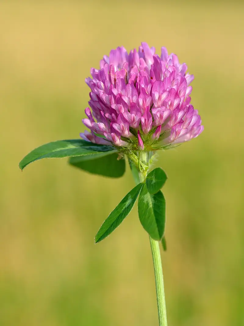 Trifolium pratense (Chilean Clover)