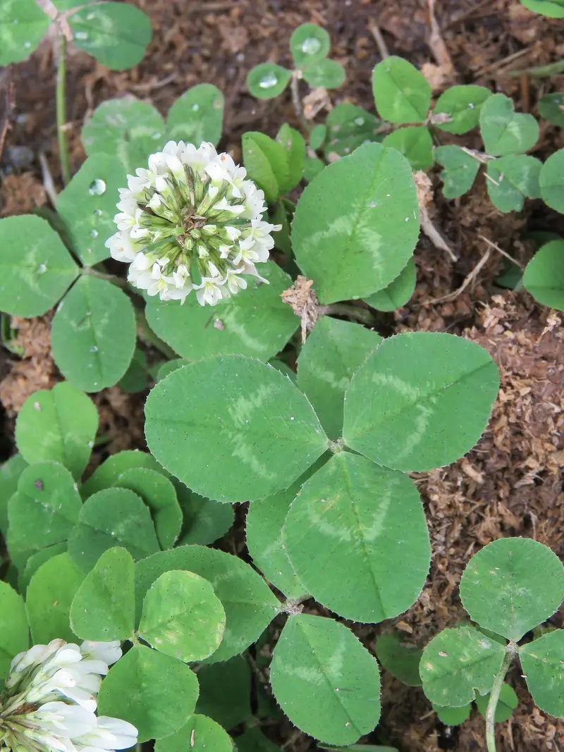 Trifolium repens (Dutch Clover)