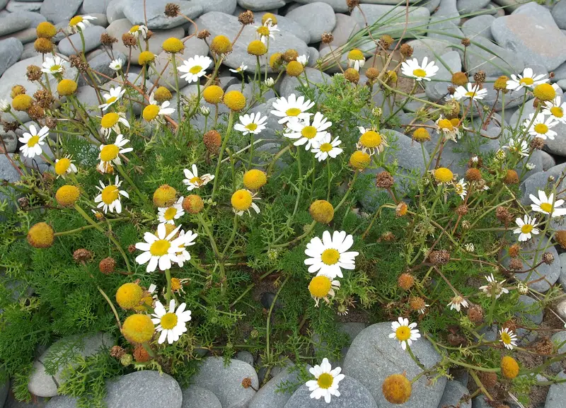Tripleurospermum maritimum (Sea Mayweed)