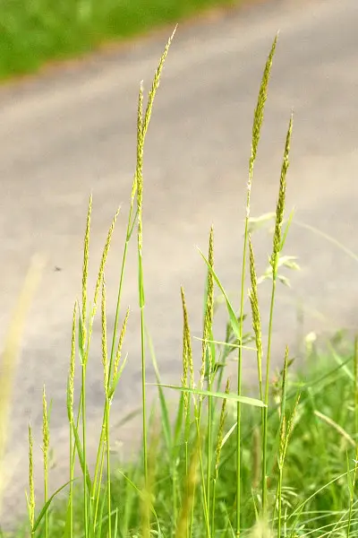 Trisetum flavescens (Golden Oat Grass)