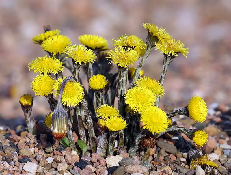 Tussilago farfara (Colt's-foot)