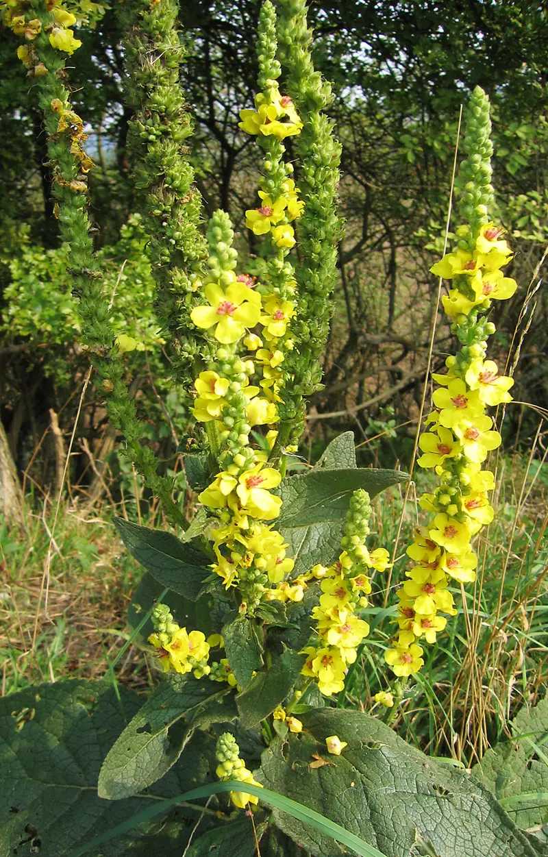 Verbascum nigrum (Black Mullein)