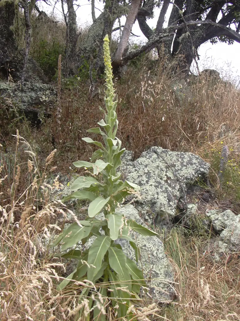 Verbascum thapsus (Aaron's-rod)