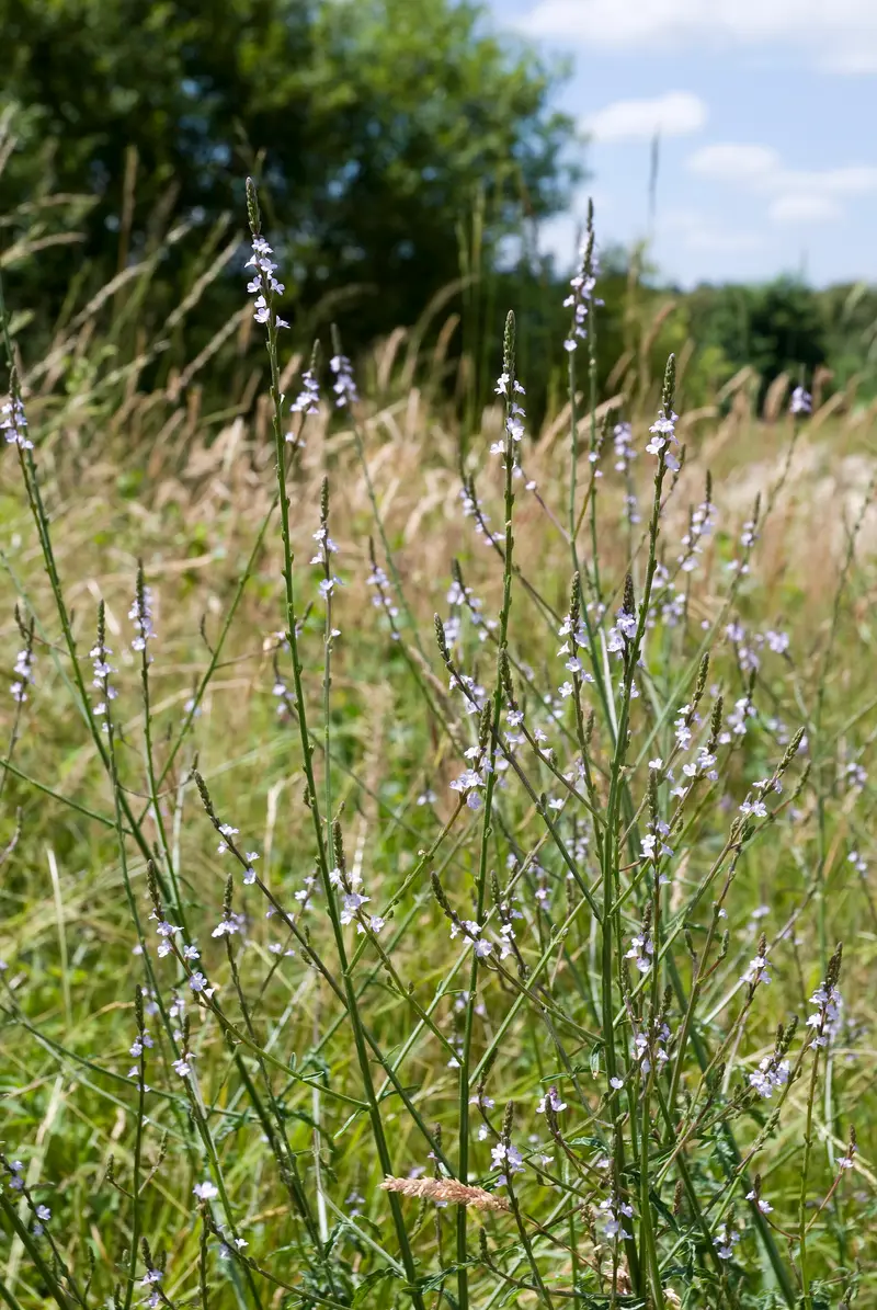Verbena officinalis (Common verbena)