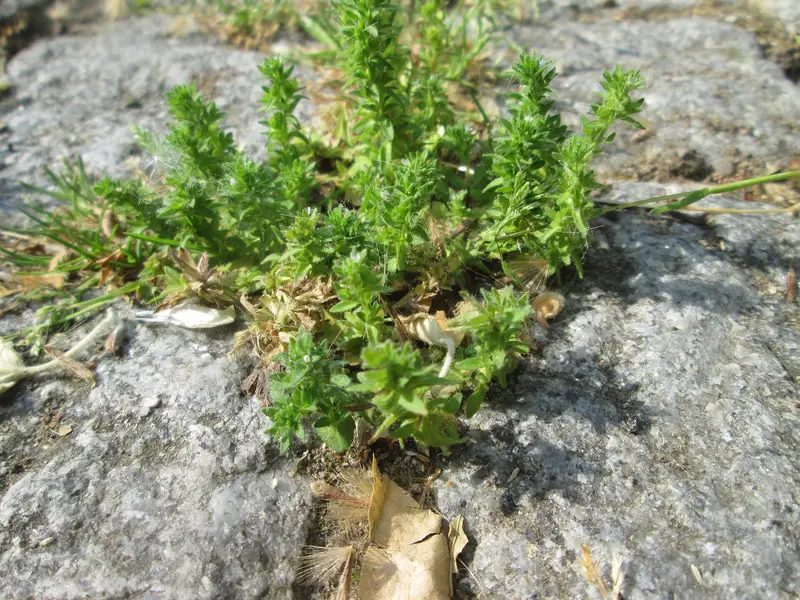 Veronica arvensis (Common Speedwell)