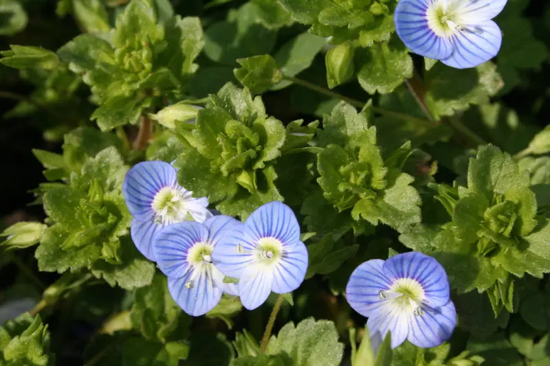 Veronica persica (Bird's Eye Speedwell)