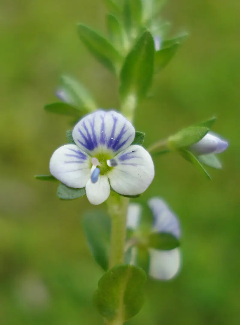 Veronica serpyllifolia (Thyme Leaved Speedwell)