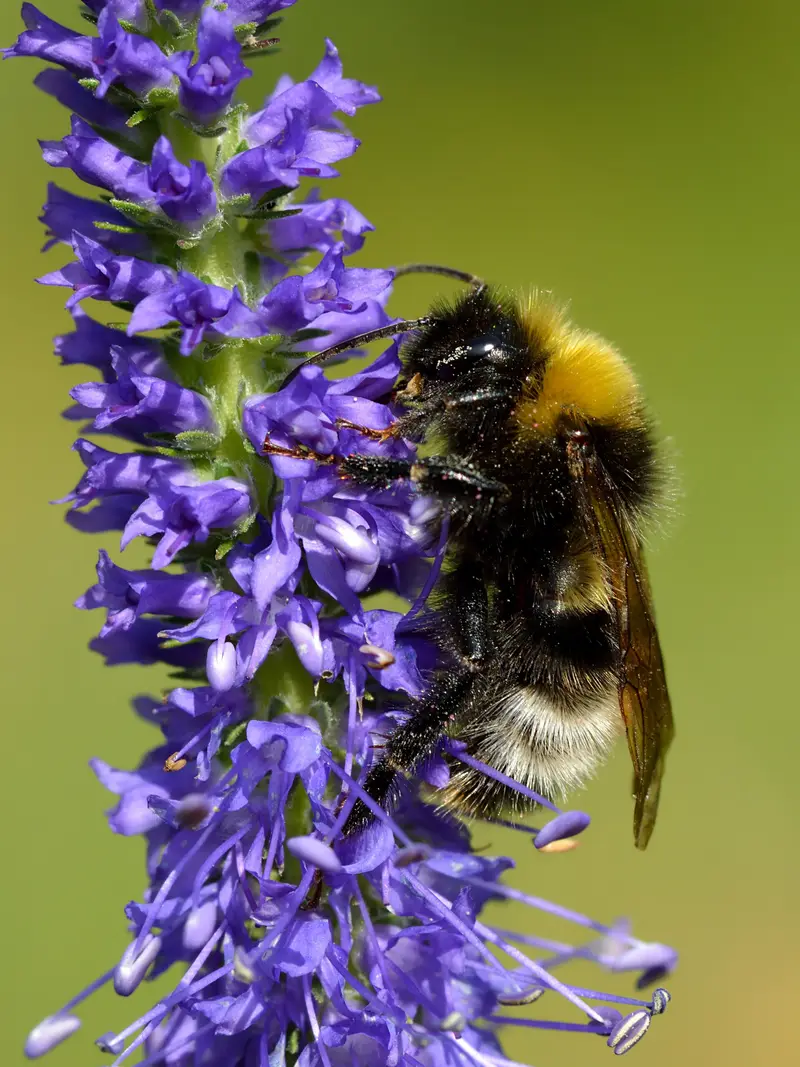 Veronica spicata (Breckland Spiked Speedwell)