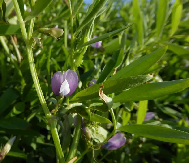 Vicia bithynica (Bithynian Vetch)