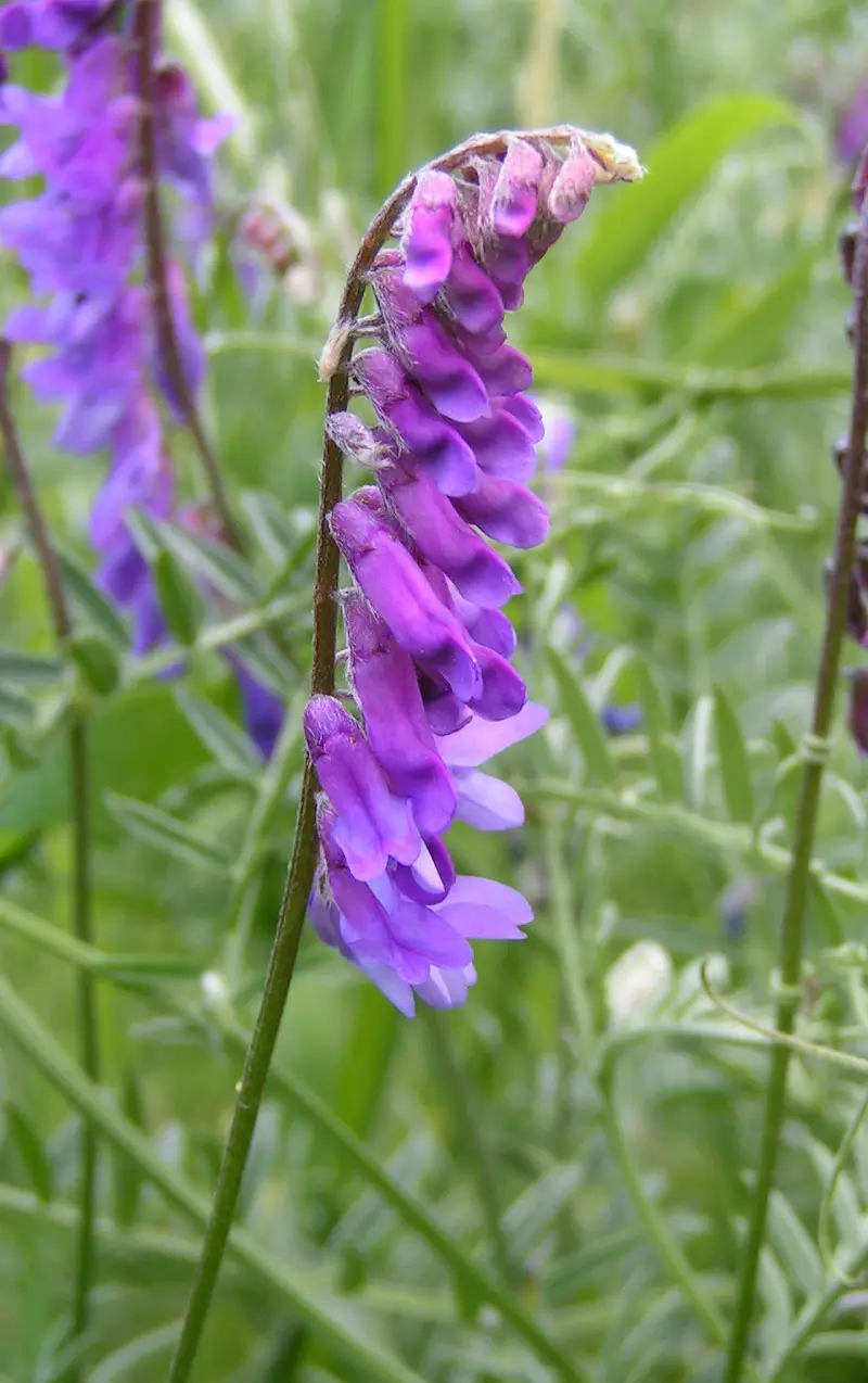 Vicia cracca (Bird Vetch)