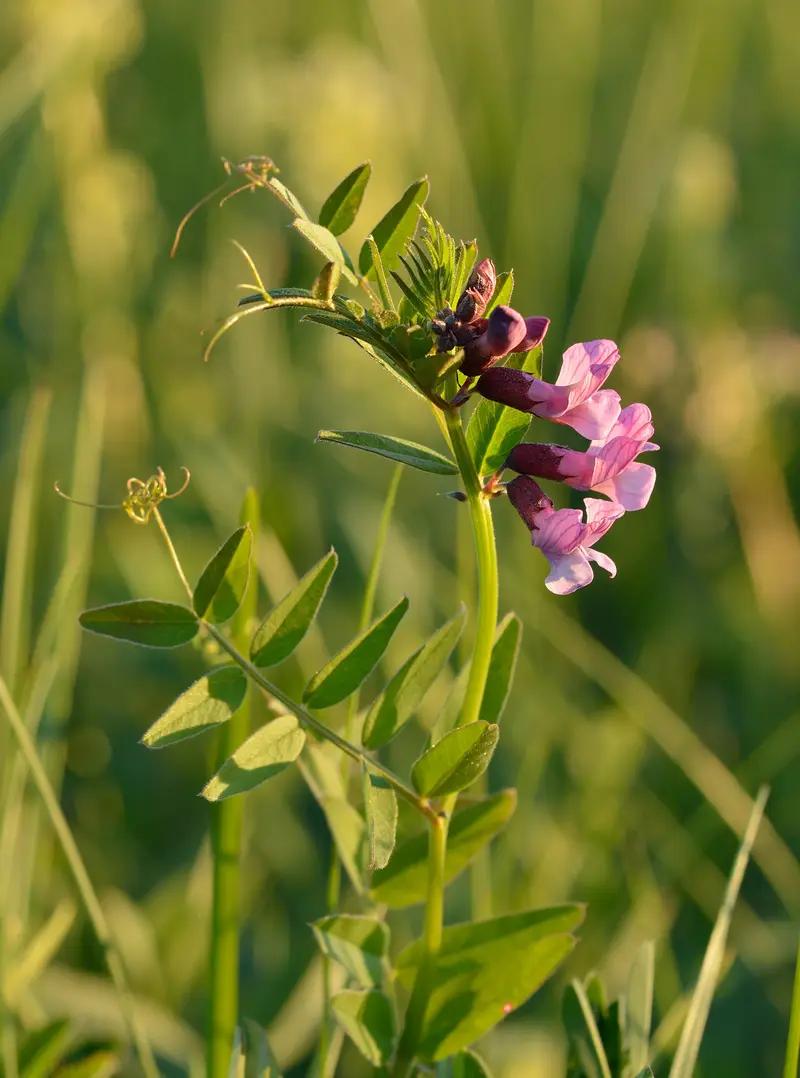 Vicia sepium (Bush Vetch)
