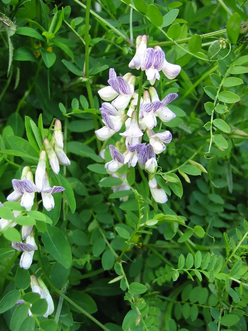 Vicia sylvatica (Wood Vetch)