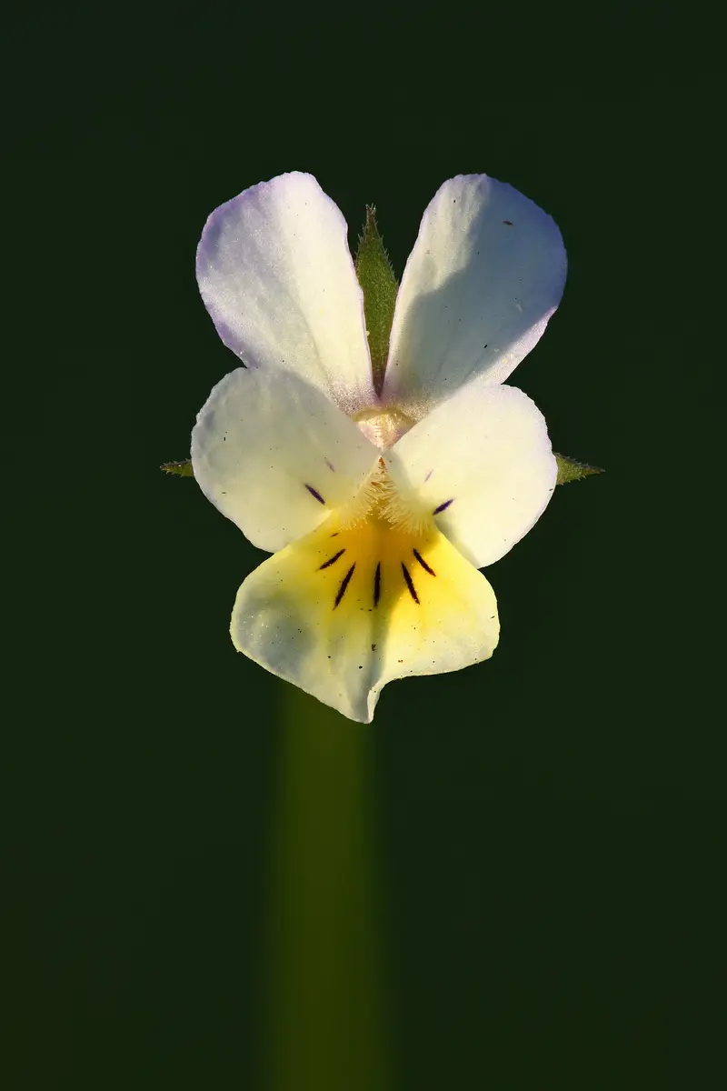 Viola arvensis (European Field Pansy)