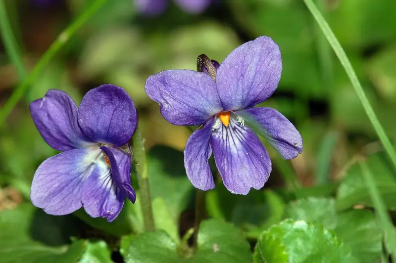 Viola odorata (Common Violet)