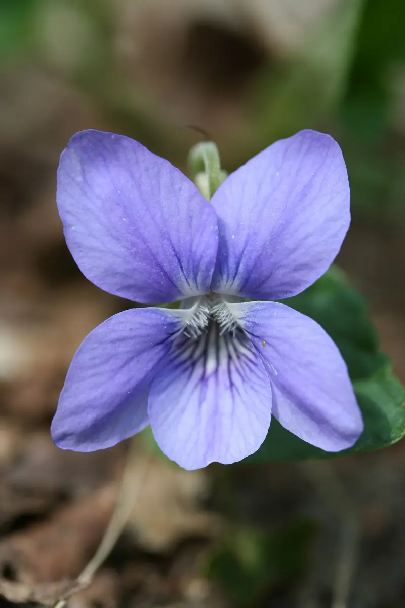 Viola riviniana (Common Dog-violet)