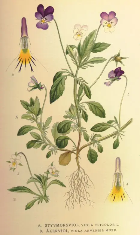 Viola tricolor (European Wild Pansy)