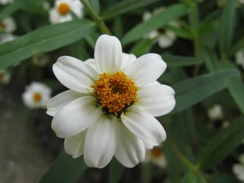 Zinnia angustifolia (Little star)