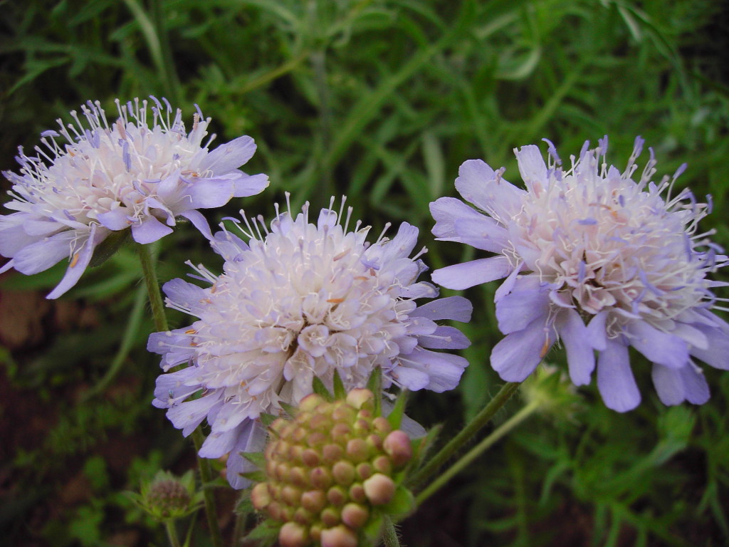 BFS 7 - Calcareous Grassland Wildflower Seed Mix