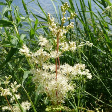 BFS 3 - Floodplain Meadow Grassland Seed Mix