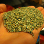 Grass & Flower Meadow Mixtures link